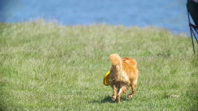 Funny red puppy grabs with teeth frisbee runs on the grass