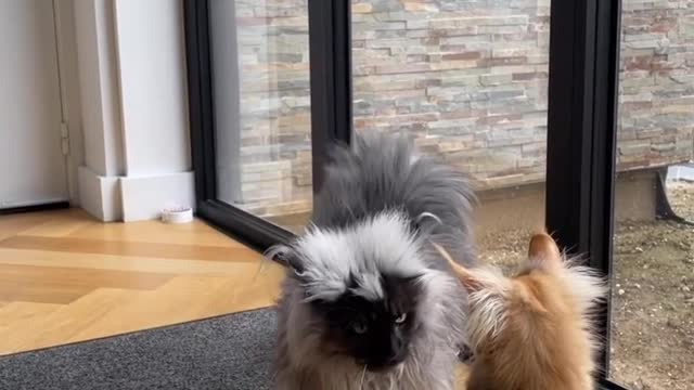 Cats | kitty | kittens | catslove | catlover | pets | petlover | petslove | cat | animals