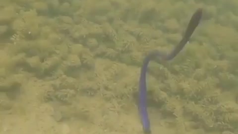 This is a beautiful and charming water-dwelling species