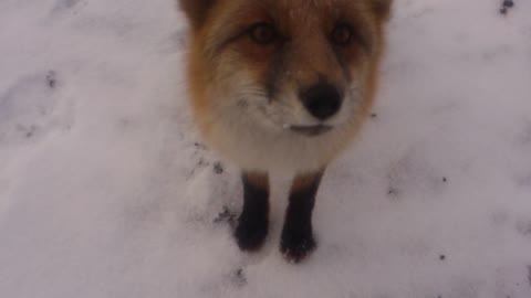 Meeting A Curious Fox