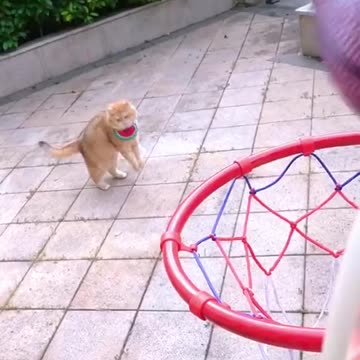 cat play football,shoot,viral,funny ,