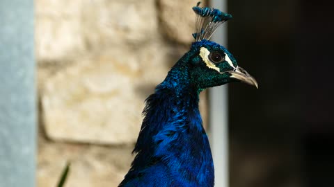 Close up of a Peacocks head