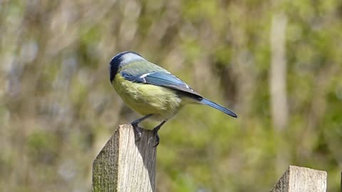 Cute bird sings ♡ | Bird sings in nature