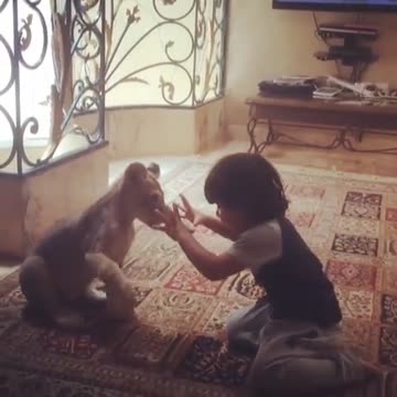 Niño se relaciona con hermoso cachorro de león