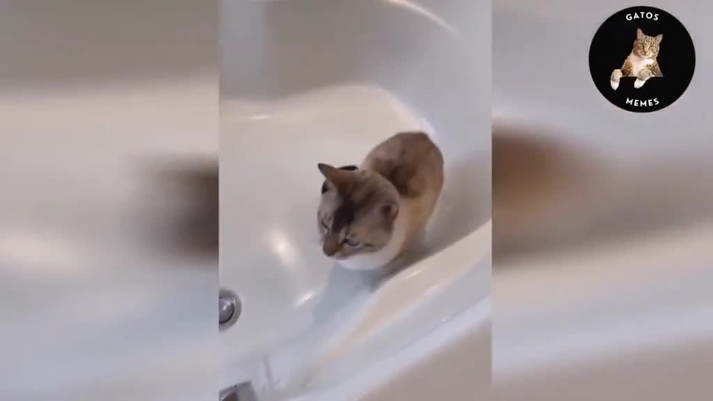 Cute cats play