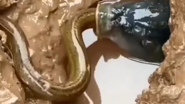 This is a beautiful and charming water-dwelling species