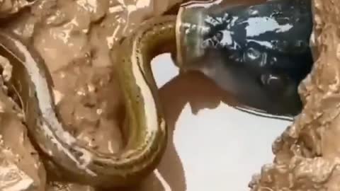 This is a beautiful and charming water-dwelling species