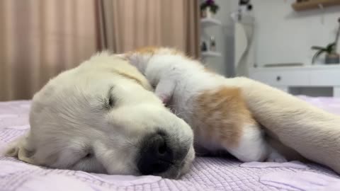 Tiny Kitten Wakes Up Golden Retriever Puppy