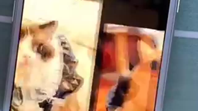 Funny cats funny videos