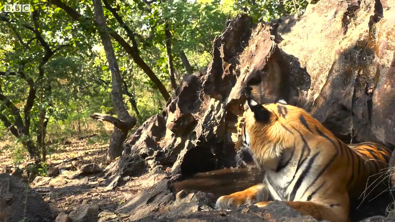 The tiger in the forest