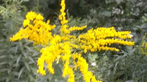 Goldenrod