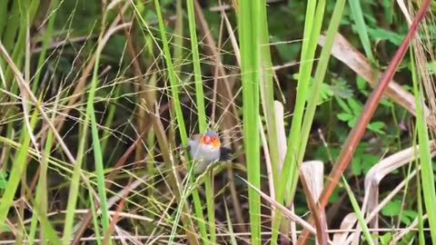 Ultimate_Birds_Collection_8K_TV_HDR_60FPS_ULTRA_HD