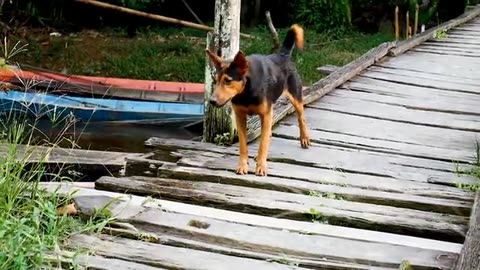 dogs cute
