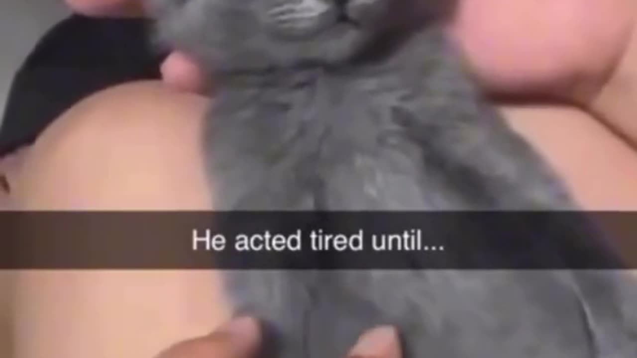 Cats