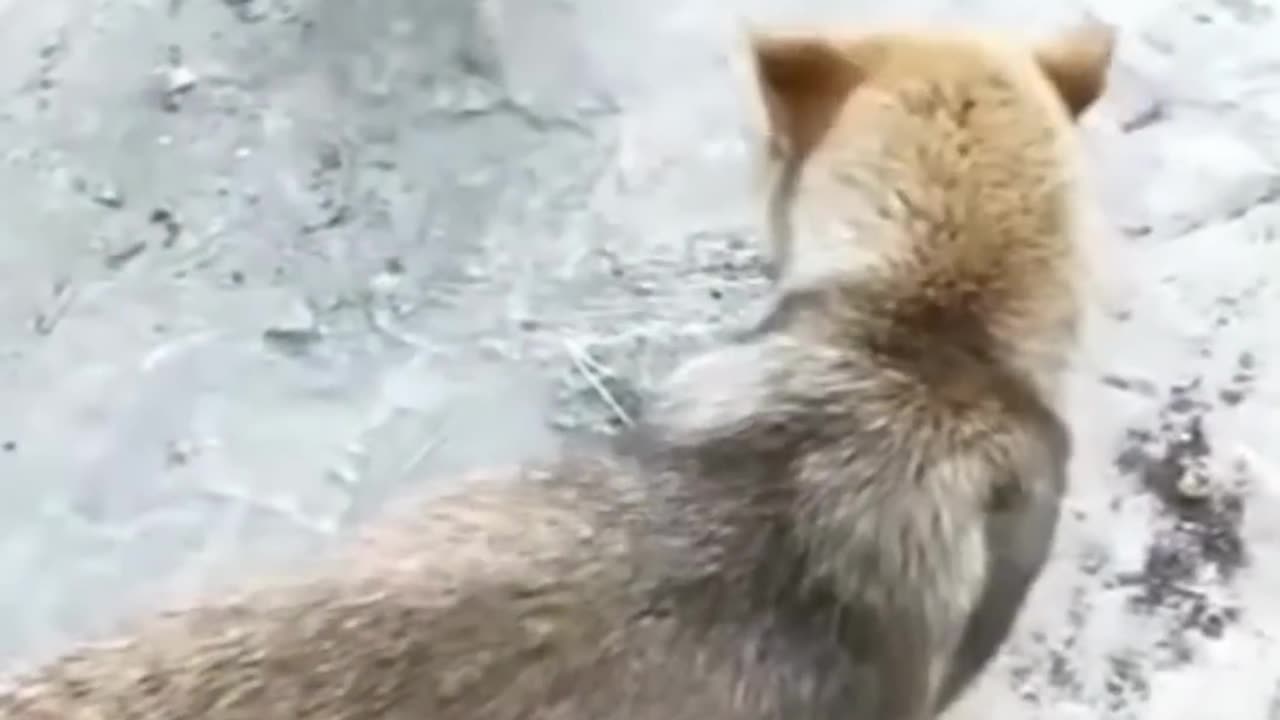 Funny Dogs vs Chicken