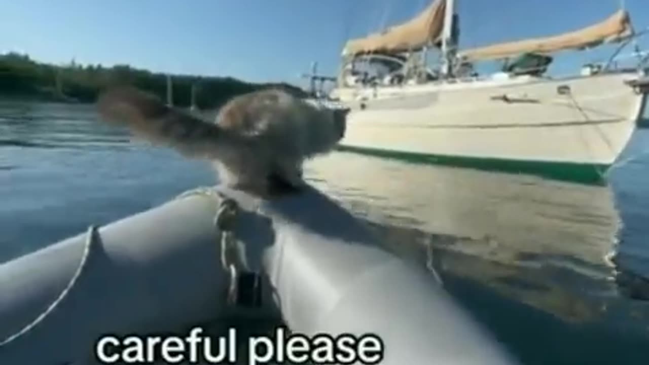 Overconfident Cat