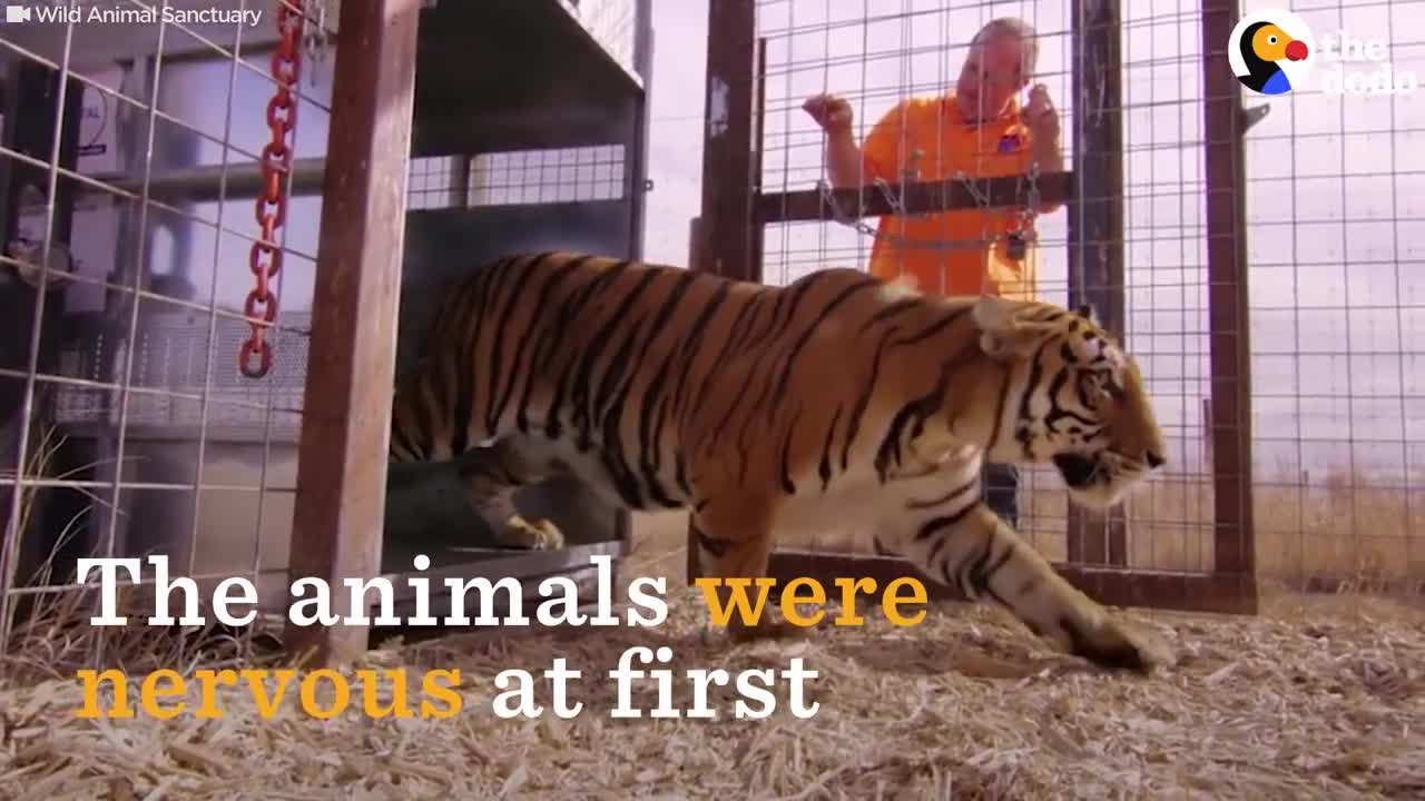 Animals Left To STARVE At Zoo Experience Love for the First Time | The Dodo