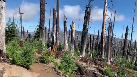 Central Oregon - Hiking along the PCT + Outstanding Views of Mt. Washington!