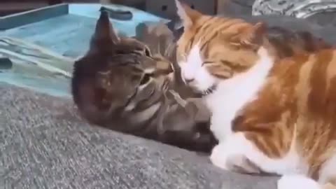 couple cat