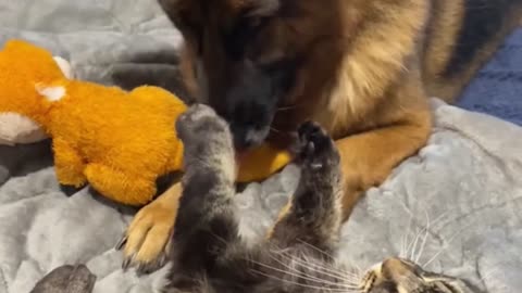 charlie the cat hits the dog