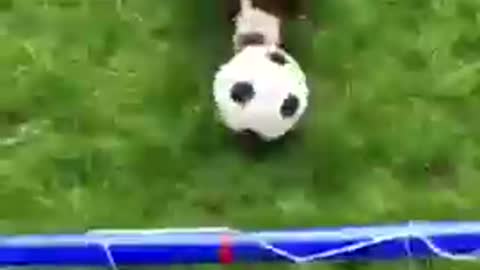 Dog Scores Goals While Playing Football With Boy