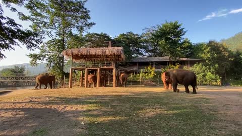 These Elephants Express Their Affection Toward Favourite Person