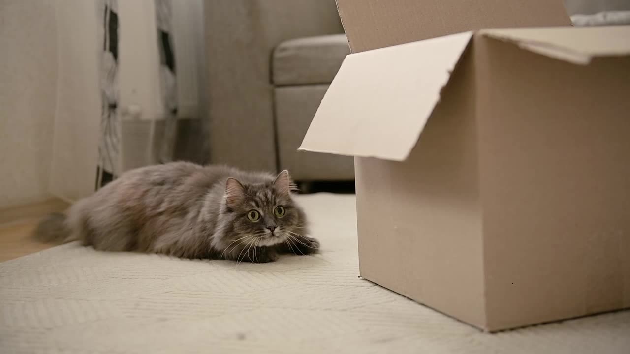 Cute Domestic Cat Lying On Floor,Moving Its Tail And ....