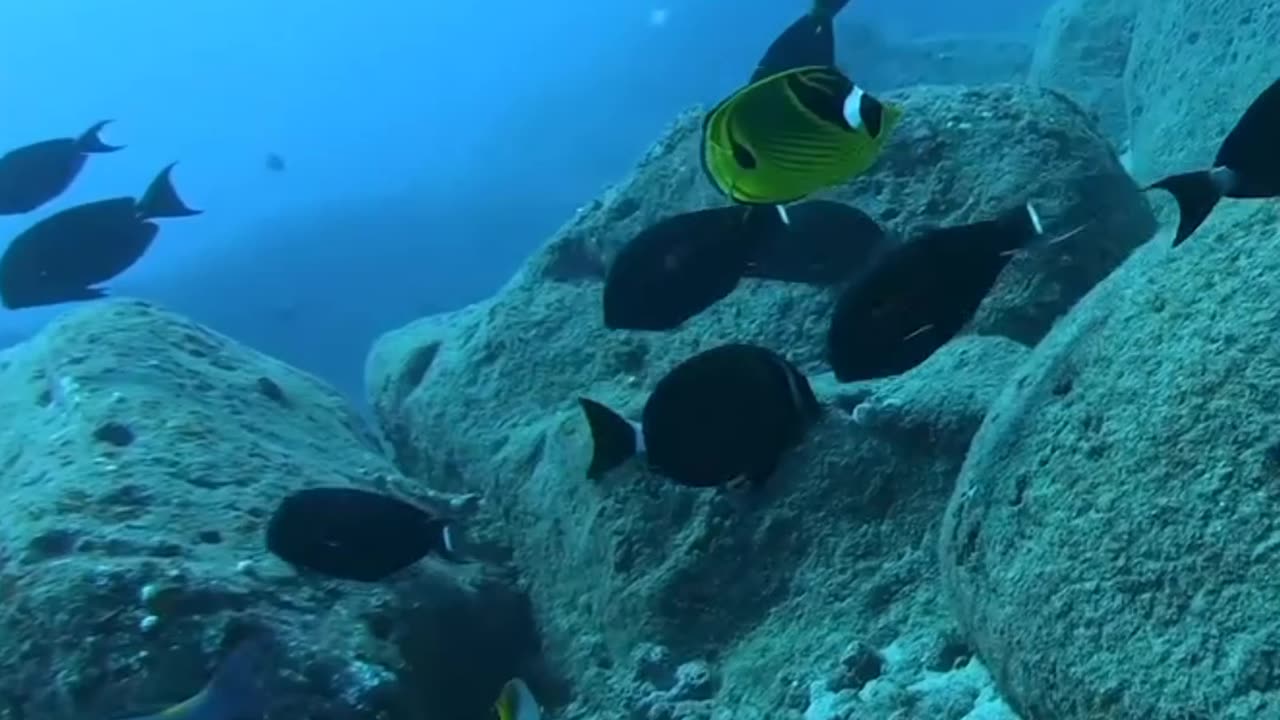 Spearfishing a Giant Hawaiian Snapper