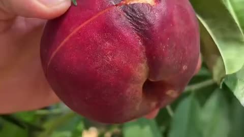 Beautiful and fresh pink apples - For fruit lovers #fruitcutting