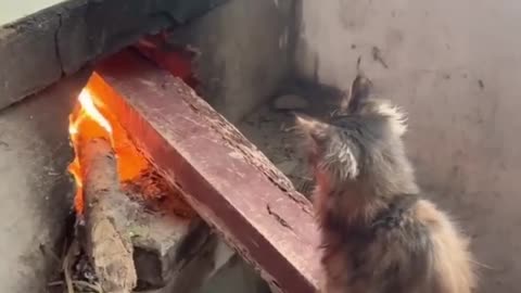 Crazy Funny Cute Cats😹Fail ops Moments Viral Clips #shorts Video😂|| #trending #animals #funny #reels