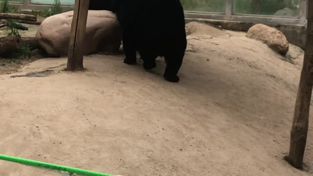 Two black bears are biting each other