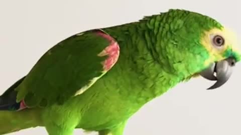 Parrot