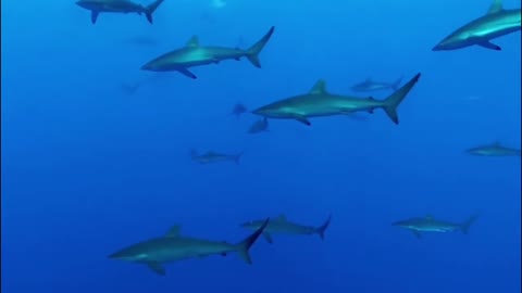 Diver videos Great White Sharks Ocean Colony