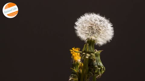 Dandelion Blossoms