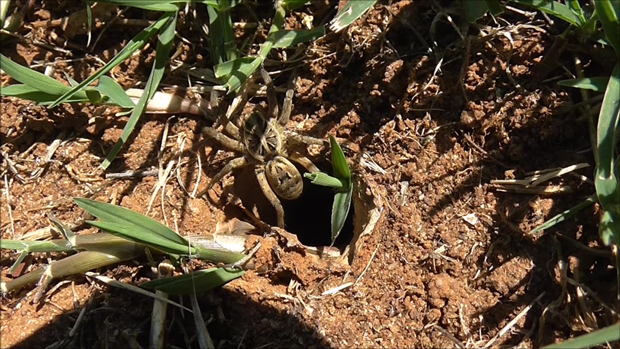 Wolf Spider After The Rain