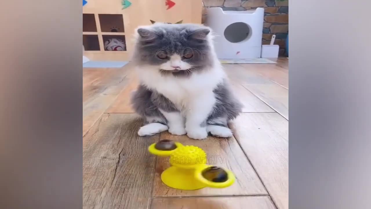 New Funny Videos 2023 😍 Cutest Cats and Dogs 🐱