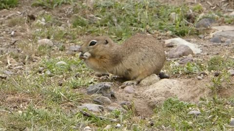 European ground squirrels