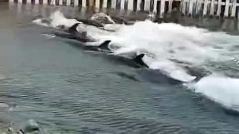 HUNDREDS OF ORCAS SWIMMING AWAY FROM SOMETHING