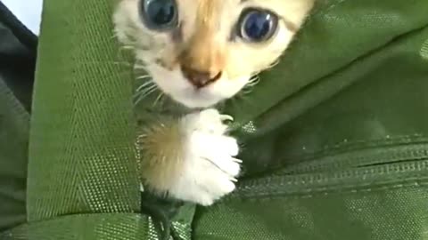 Funny Sibul Cute Kitten