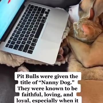 lets cuddle around the laptop