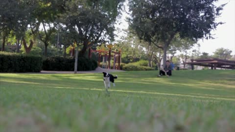 Woman Watches Her Dog Run While at Park