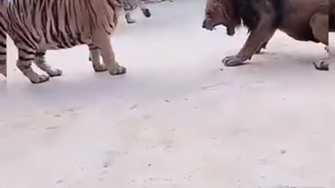 Tiger And Lion Fight