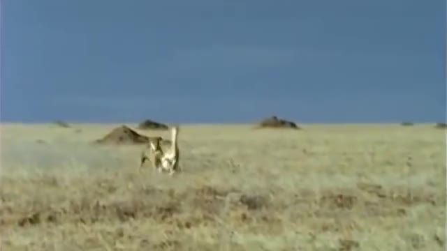 Amazing Cheetah Chase Compilation-3