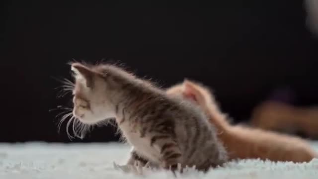 Beautiful Cats ,4k Short Video