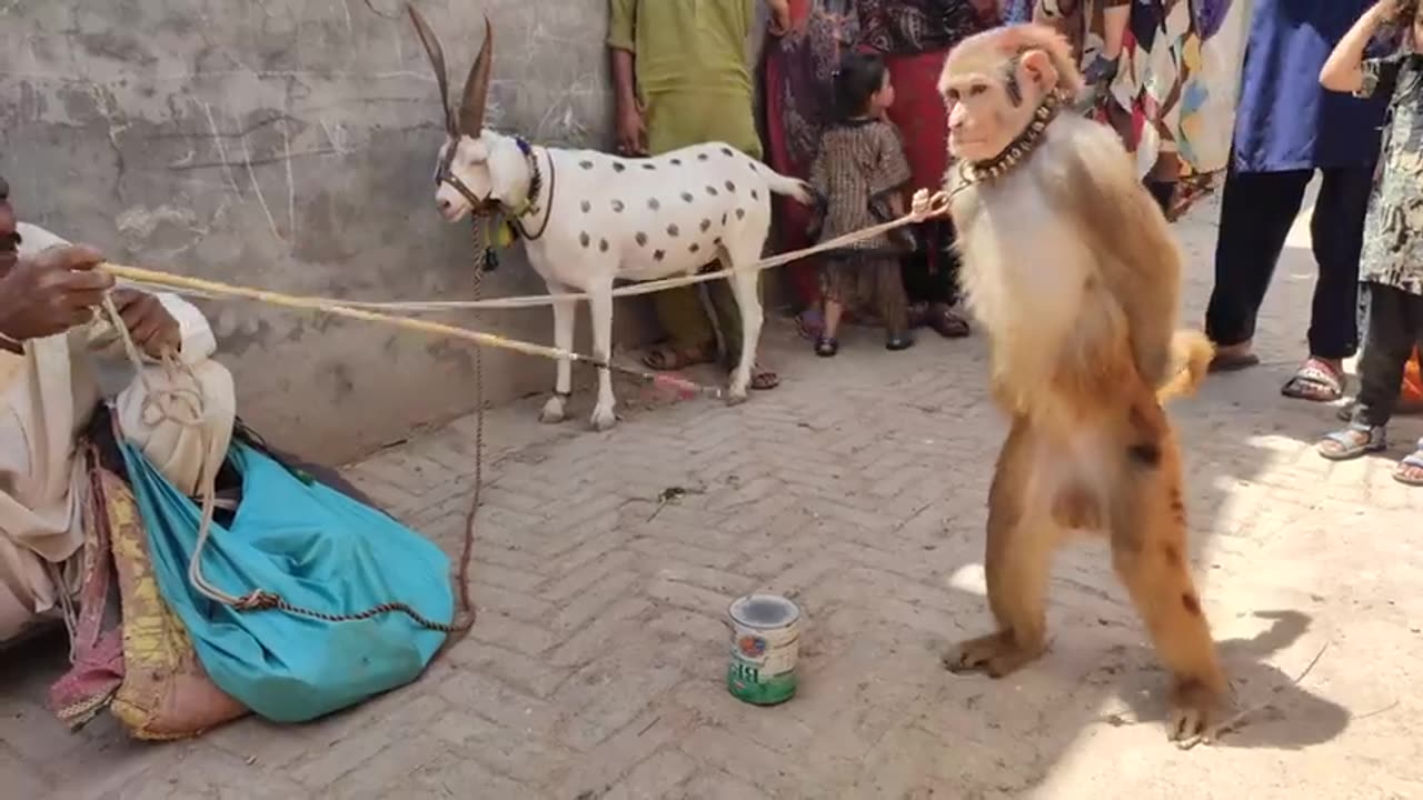 Funny monkey dancing and acting