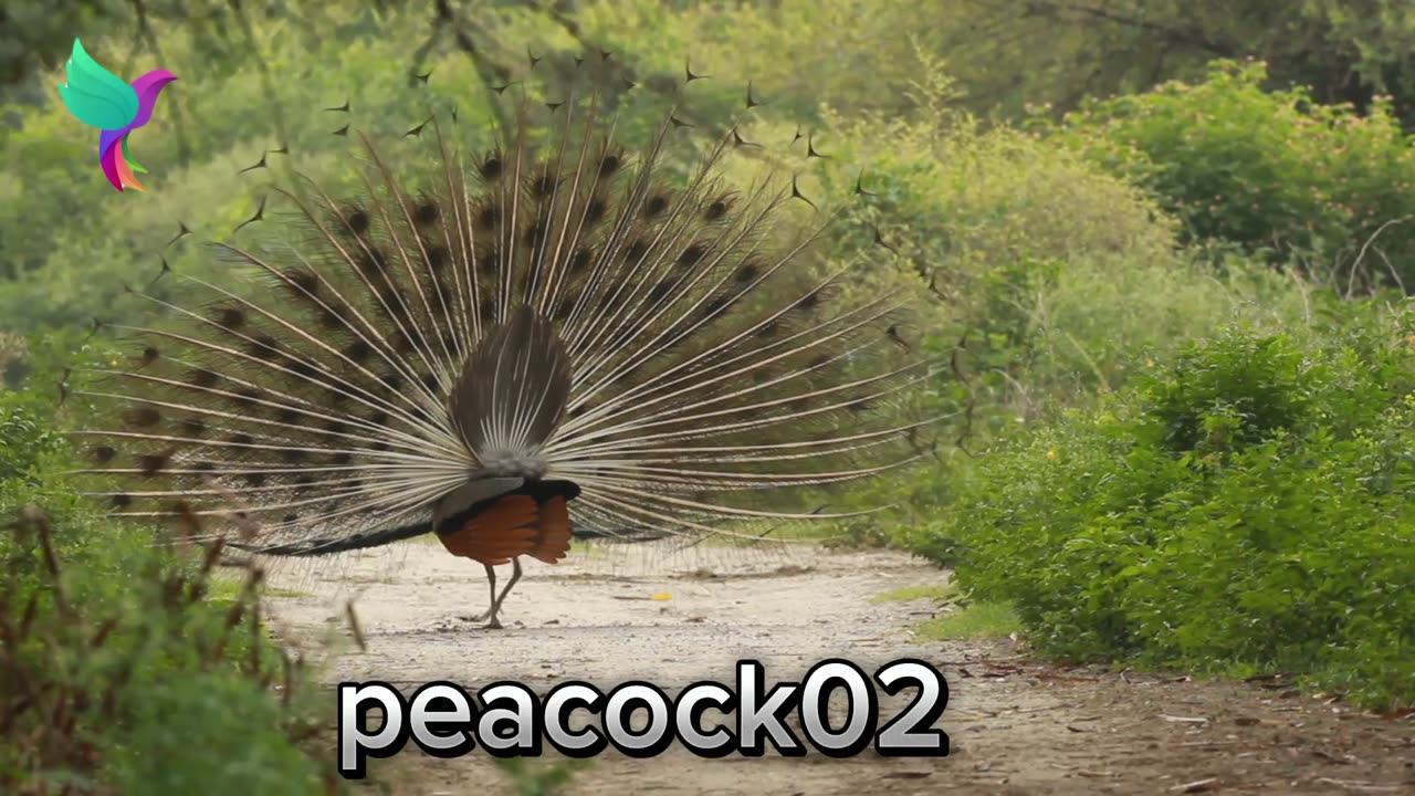 Beautiful Peacock. অসাধারণ সুন্দর একটি ময়ুর