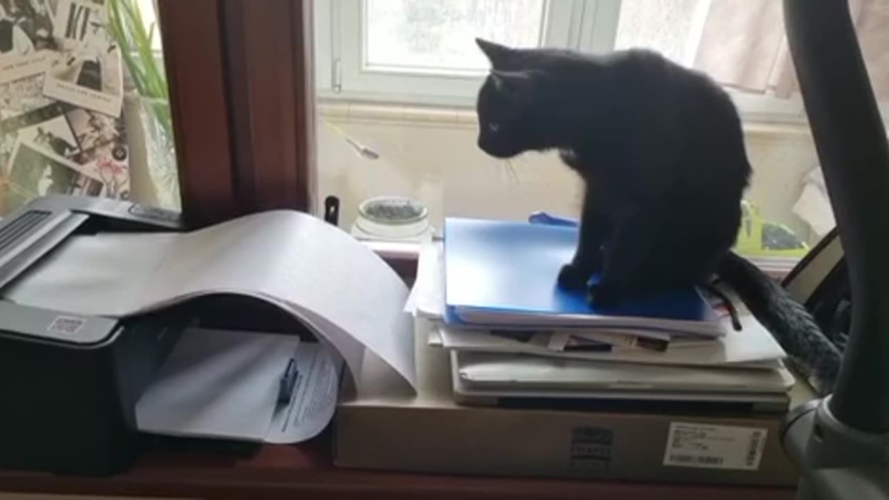 Funny Cats and smart cats to learn printing