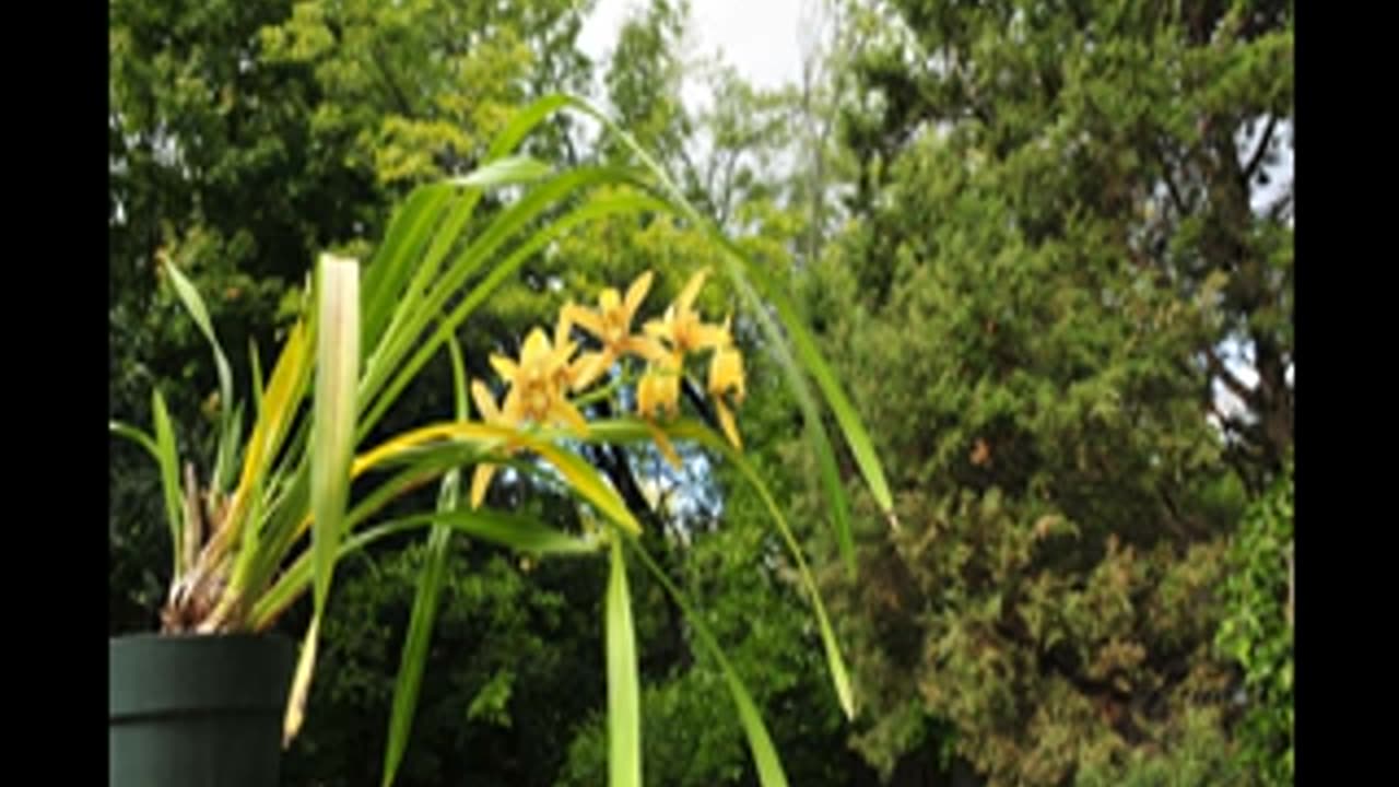 Momento Malum Today Episode 66 My Thoughts on Transgenic Plants