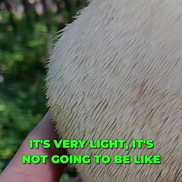 🍄 Unlocking The Power Of Medicinal Mushrooms 🍄🔑