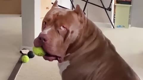 Dogs Doing Funny Things
